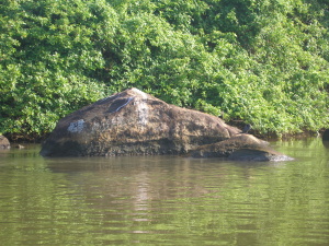 varan na kameni