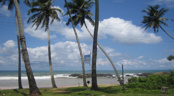 typick obrzek tropickho ocenu - sklnjc se palmy nad vodou