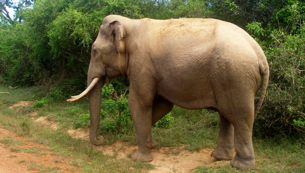 slon v Yala